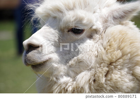 Handsome alpaca - Stock Photo [80889171] - PIXTA