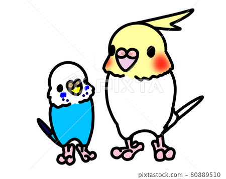 Budgerigars and cockatiels 80889510