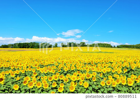 北海道夏天藍天和向日葵 80889511
