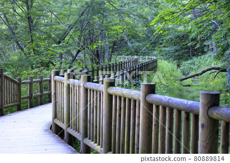 Kamikochi Taisho Pond in the morning mist 80889814