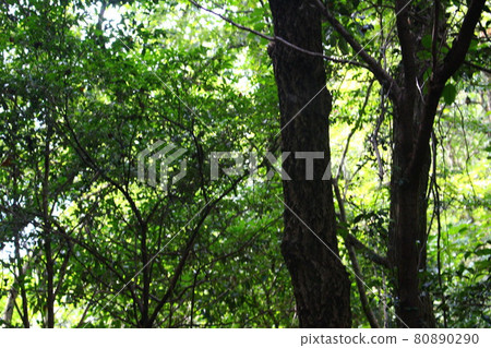 Climbing Karasuhata Iwayama in Hiroshima Prefecture Climbing Karasuhata Iwayama in Hiroshima Prefecture 80890290