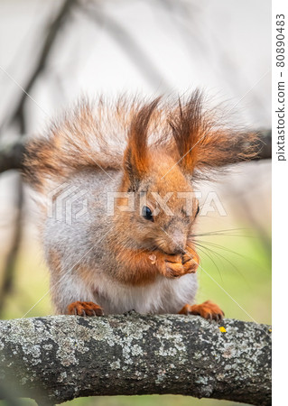 The squirrel with nut sits on a branches in the spring or summer. The squirrel with nut sits on a branches in the spring or summer. 80890483