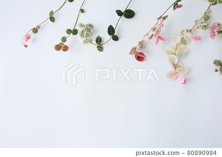 Leaf frame of foliage plant 80890984