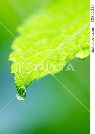 Eco image. 80891336
