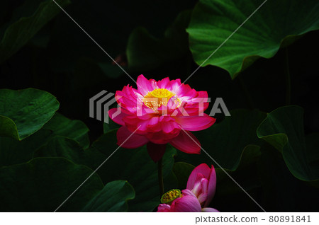 開花的海妖 開花的海妖 80891841