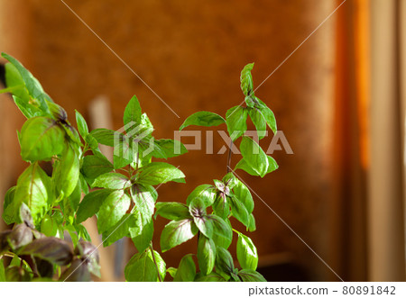 Fresh green basil in a pot grows at home, on the balcony. Green leaves 80891842