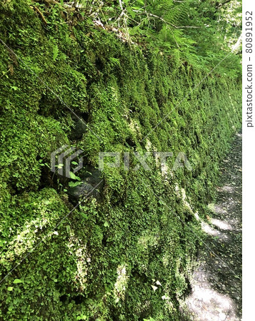 Moss colony 80891952