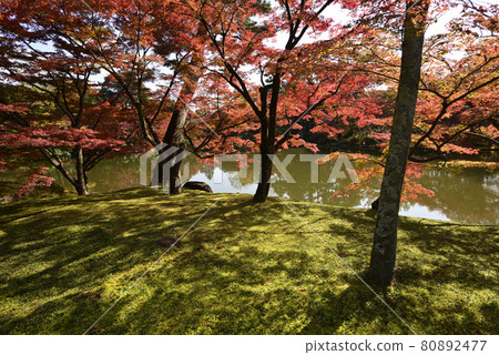 京都淺戶御所北池池塘 京都淺戶御所北池池塘 80892477