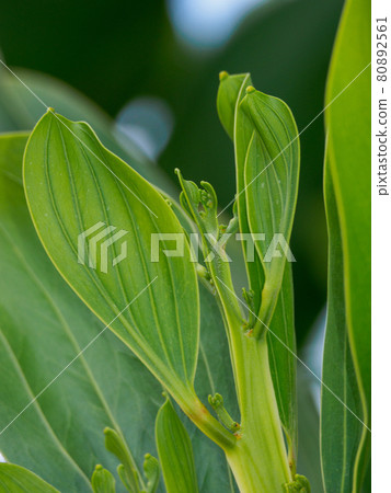 Young leaves of the genus Acacia (Kaorak, Phang Nga Province, Kingdom of Thailand) 80892561