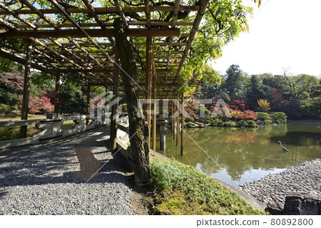 京都仙都御所南池秋葉 80892800
