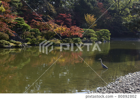 京都仙都御所南池秋葉 京都仙都御所南池秋葉 80892802