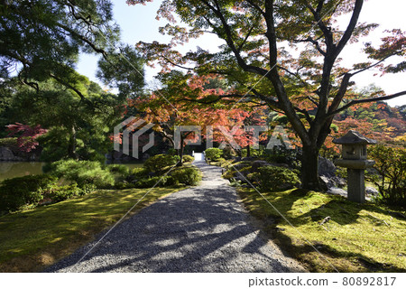 京都仙都御所南池秋葉 80892817