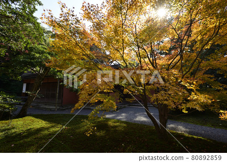京都仙都御所南池秋葉 京都仙都御所南池秋葉 80892859