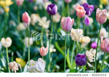 Bright flowers of tulips on a tulip field on a sunny morning Bright flowers of tulips on a tulip field on a sunny morning 80892918