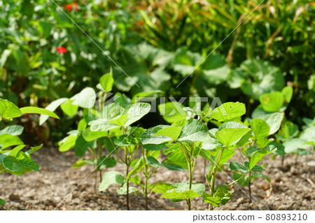 Soybean leaves Soybean leaves 80893210
