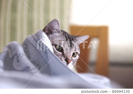 Face up of a cat that digs into a towelette 80894130