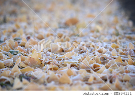 落葉銀杏上的霜 80894131