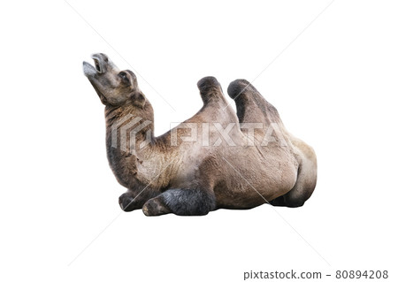 Bactrian Camel lies isolated on white. The Bactrian camel Camelus bactrianus is a large, even-toed ungulate native to the steppes of Mongolia Bactrian Camel lies isolated on white. The Bactrian camel Camelus bactrianus is a large, even-toed ungulate native to the steppes of Mongolia 80894208
