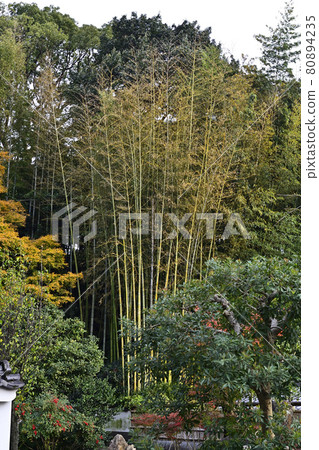 Tsukishoin（Mooninchoin） 80894235