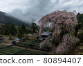 Oku-Siz Sakura 80894407