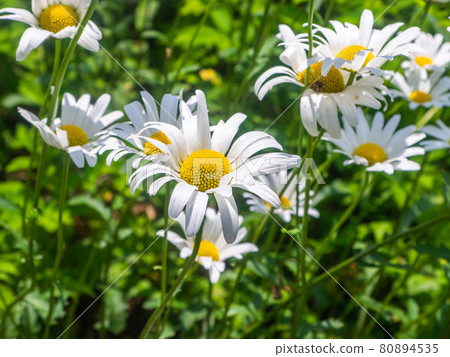 Oxeye daisy (Mt. Yahiko, Yahiko Village, Niigata Prefecture) Oxeye daisy (Mt. Yahiko, Yahiko Village, Niigata Prefecture) 80894535
