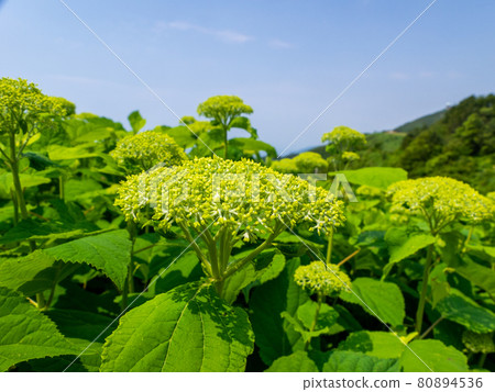 Hydrangea Annabel just before flowering (Mt. Yahiko, Yahiko Village, Niigata Prefecture) 80894536