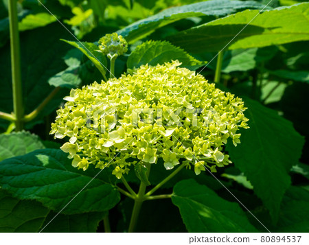 繡球花安娜貝爾開始開花(新潟縣彌彥村彌彥山) 繡球花安娜貝爾開始開花(新潟縣彌彥村彌彥山) 80894537