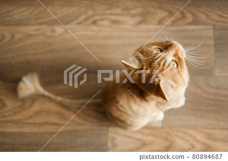 Domestic cat with ginger fur is sitting on the floor after grooming and trimming during summer, animal care concept Domestic cat with ginger fur is sitting on the floor after grooming and trimming during summer, animal care concept 80894687