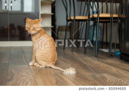 Domestic cat with ginger fur is sitting on the floor after grooming and trimming during summer, animal care concept Domestic cat with ginger fur is sitting on the floor after grooming and trimming during summer, animal care concept 80894688