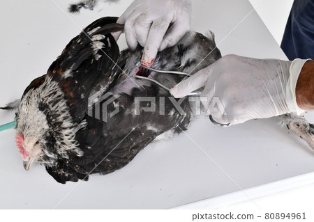 caponize the rooster 80894961