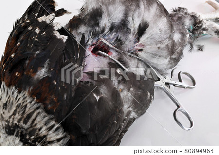 caponize the rooster 80894963