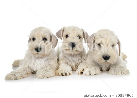 puppies miniature schnauzer in studio 80894965