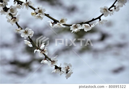 Snow on white plums Snow on white plums 80895322