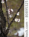 白梅花綻放 80895325