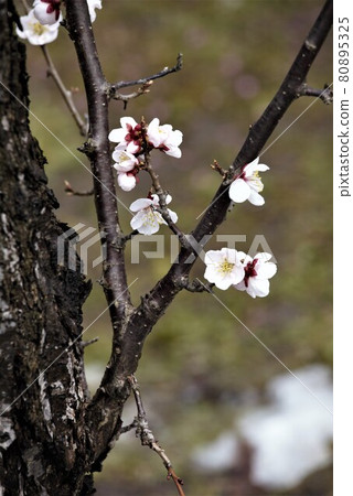White plum blooms White plum blooms 80895325