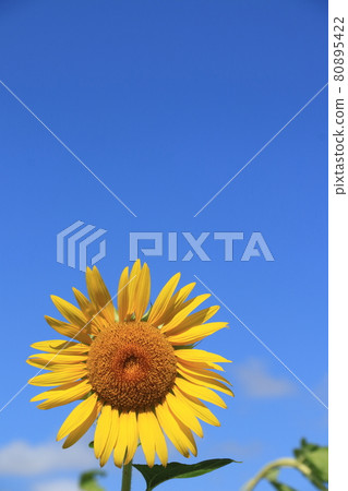 Sunflower field and blue sky Sunflower field and blue sky 80895422