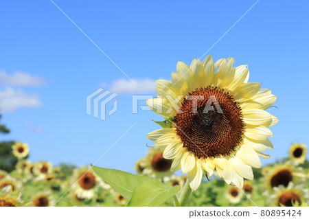 Sunflower field and blue sky 80895424