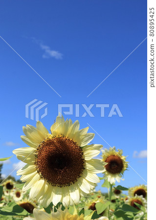 Sunflower field and blue sky Sunflower field and blue sky 80895425