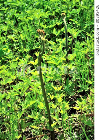 Bracken Bracken 80895426