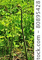 蕨菜 80895428