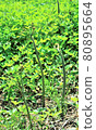蕨菜 80895664