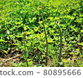 蕨菜 80895666