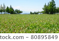 Natural grass on the golf course 80895849