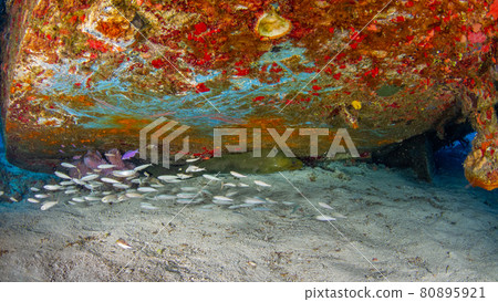Saltwater fish lurking under the wreck (Mama Vina Wreck, Playa del Carmen, Mexico) Saltwater fish lurking under the wreck (Mama Vina Wreck, Playa del Carmen, Mexico) 80895921