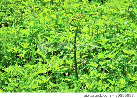 Bracken Bracken 80896098