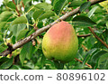 梨 80896102
