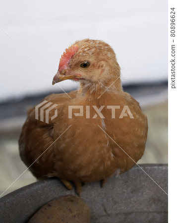 A small fledgling chicken is sitting. Chicken portrait. 80896624