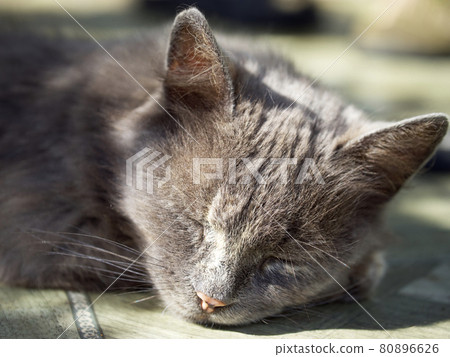 Muzzle of a sleeping gray cat, close-up. Portrait of a sleeping domestic cat. 80896626