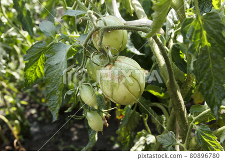 Tomato zippering. Diseases of tomatoes. Zipper-like lesion Tomato zippering. Diseases of tomatoes. Zipper-like lesion 80896780