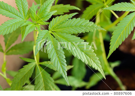 Closeup young hemp tree 80897606